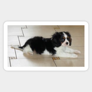 cavalier king charles spaniel black and white puppy Sticker